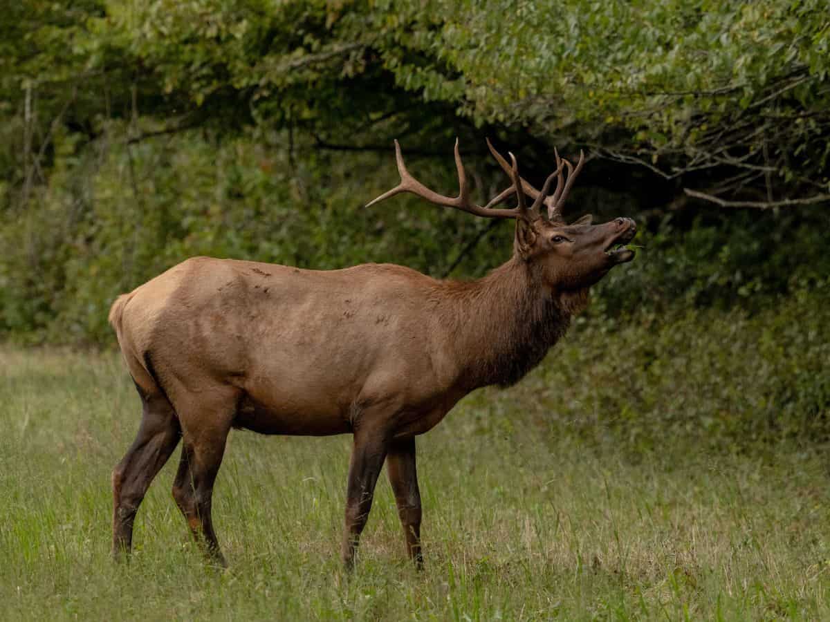 A Great Smoky Mountains National Park elk bugles during the rut.