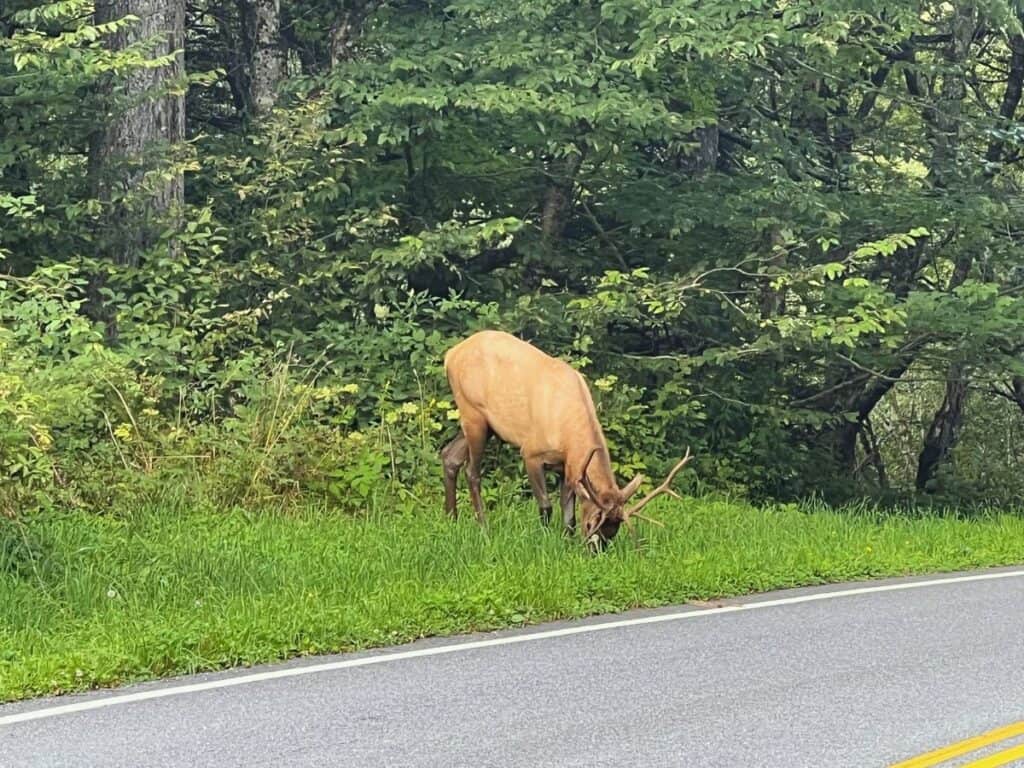 A male elk feeds on grass next to a road in Great Smoky Mountains National Park.