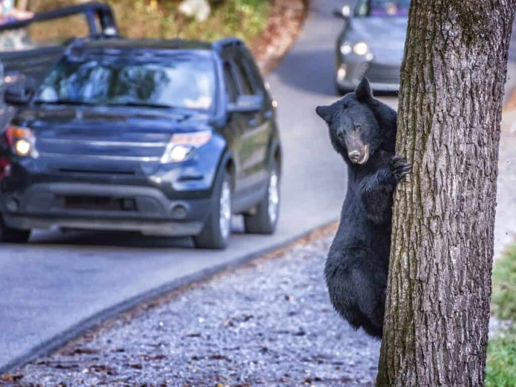 A black bear starts to climb up a tree as cars pass by in Great Smoky Mountains National Park.