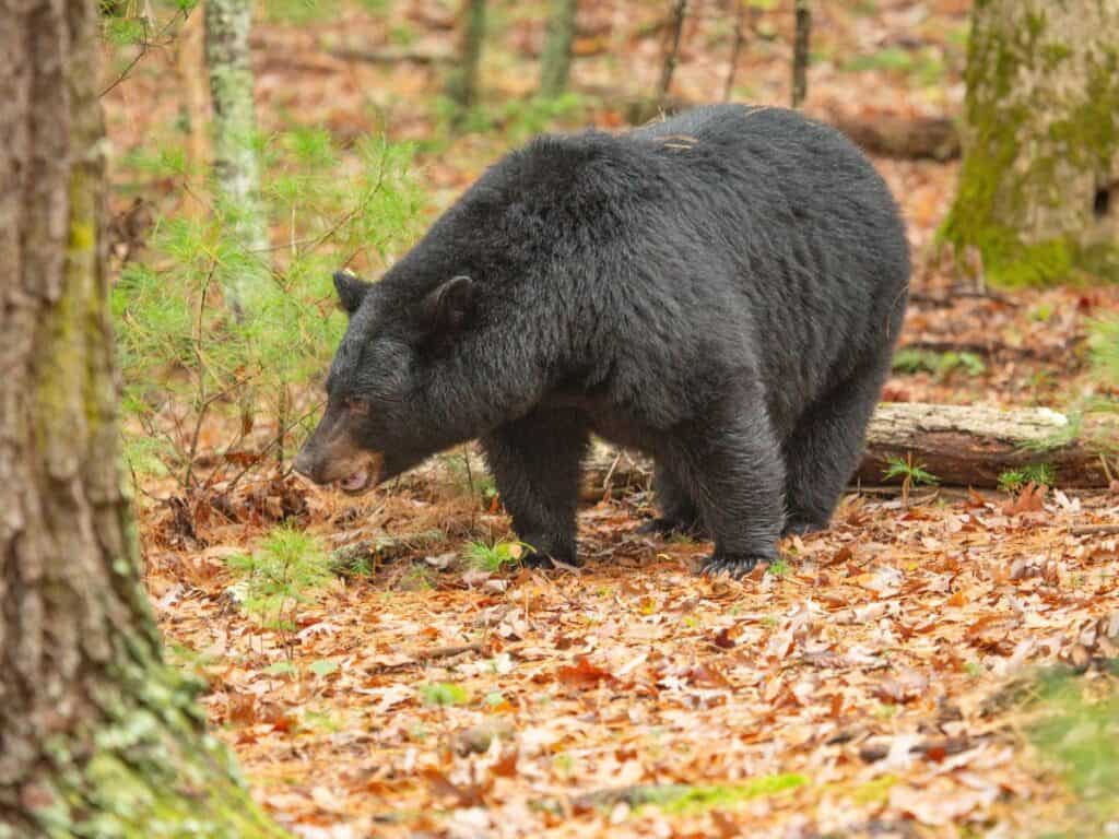 A GSMNP black bear looks for food in Cades Cove amidst fall leaves.
