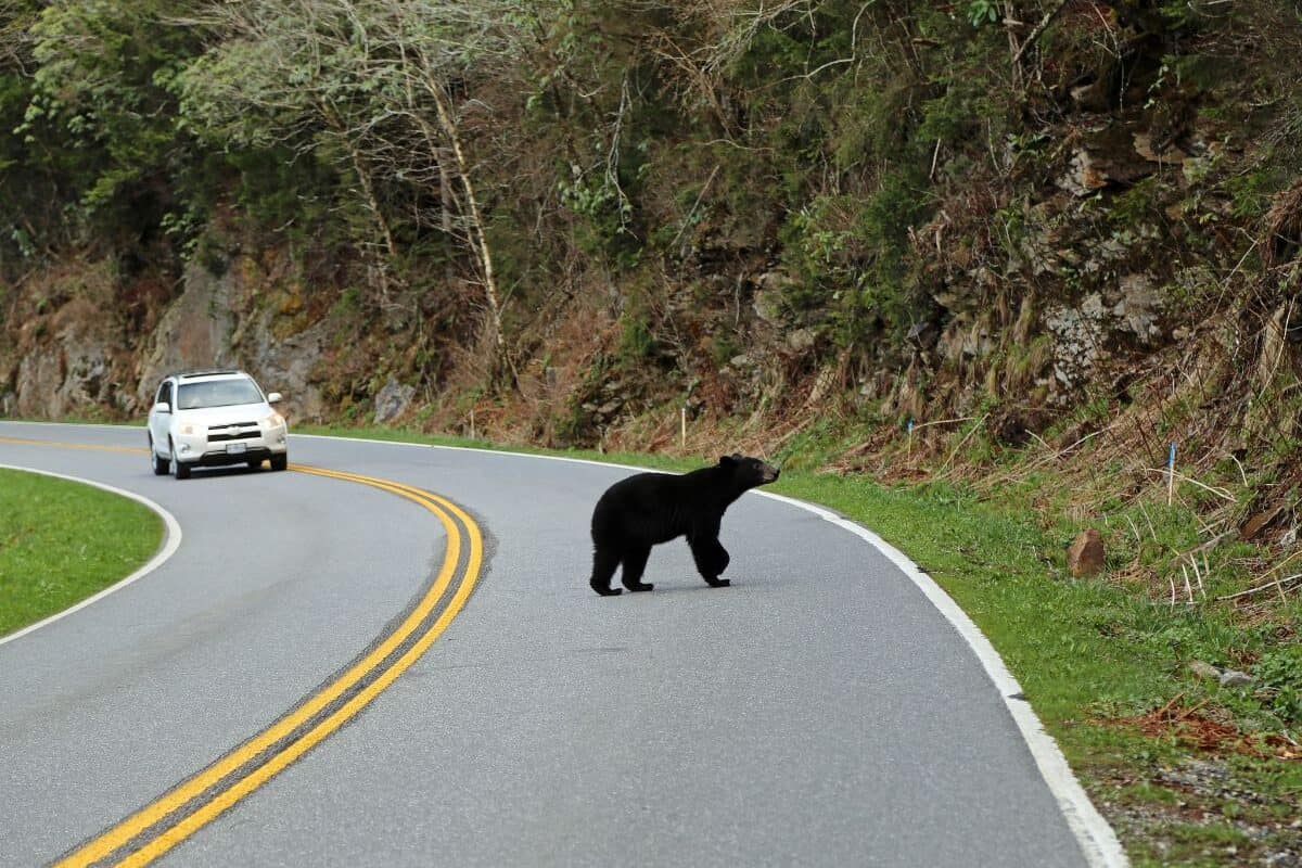 A black bear crosses the road as a car approaches in the Smokies.