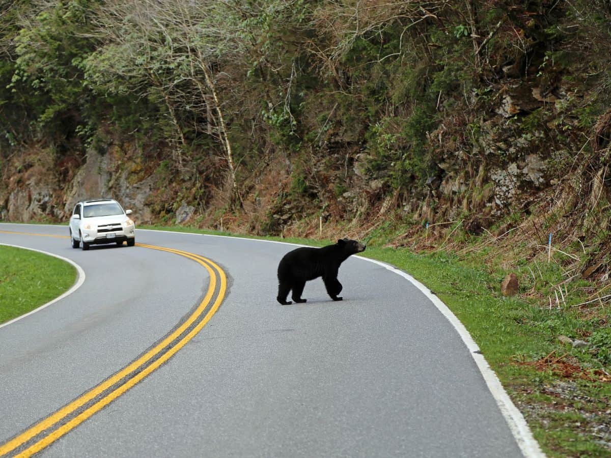 A black bear crosses the road as a car approaches in the Smokies.